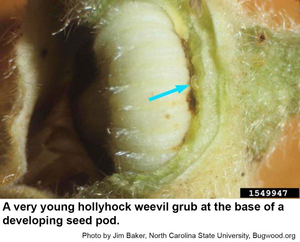 Hollyhock weevil grubs lack legs.